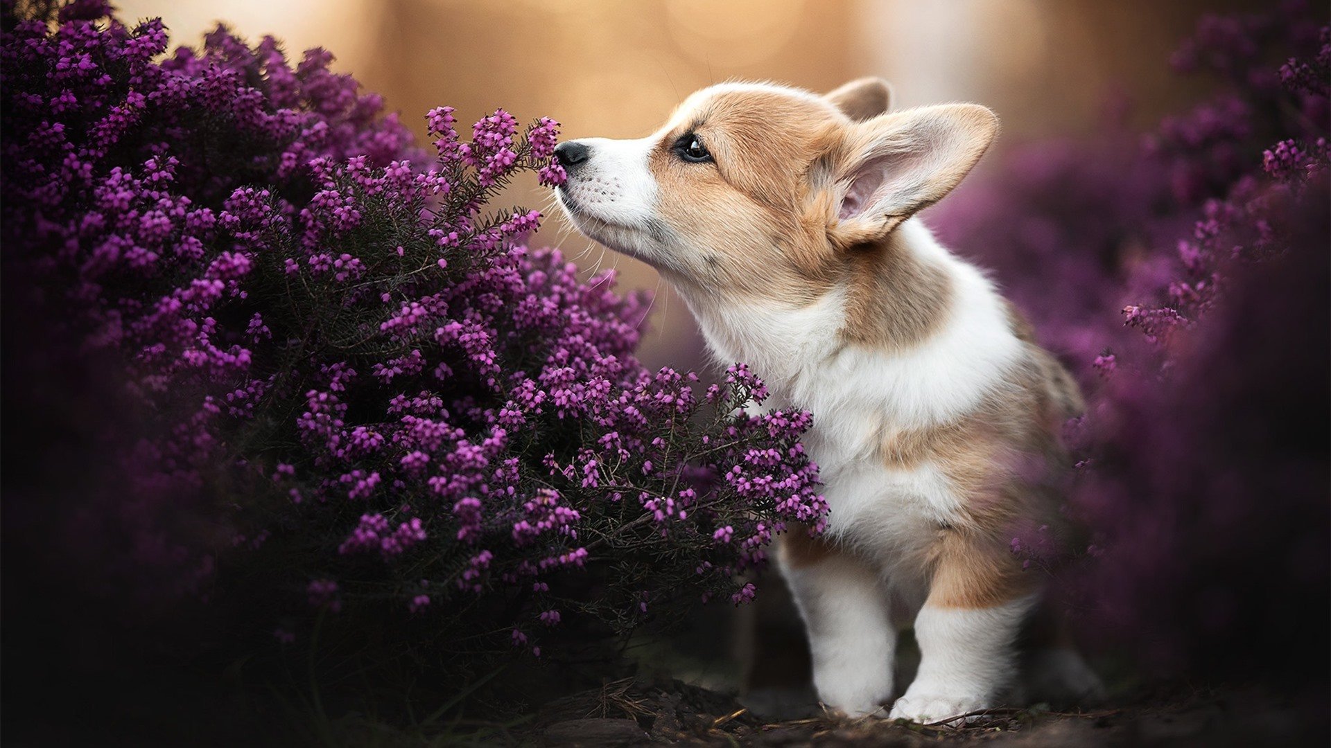 开云体育app-跨界时速，当德罗赞的F1冠军思维接管了开拓者与北京队的关键战役